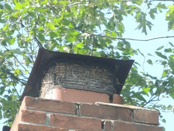 Creosote in chimney