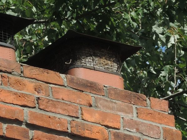 Creosote in chimney