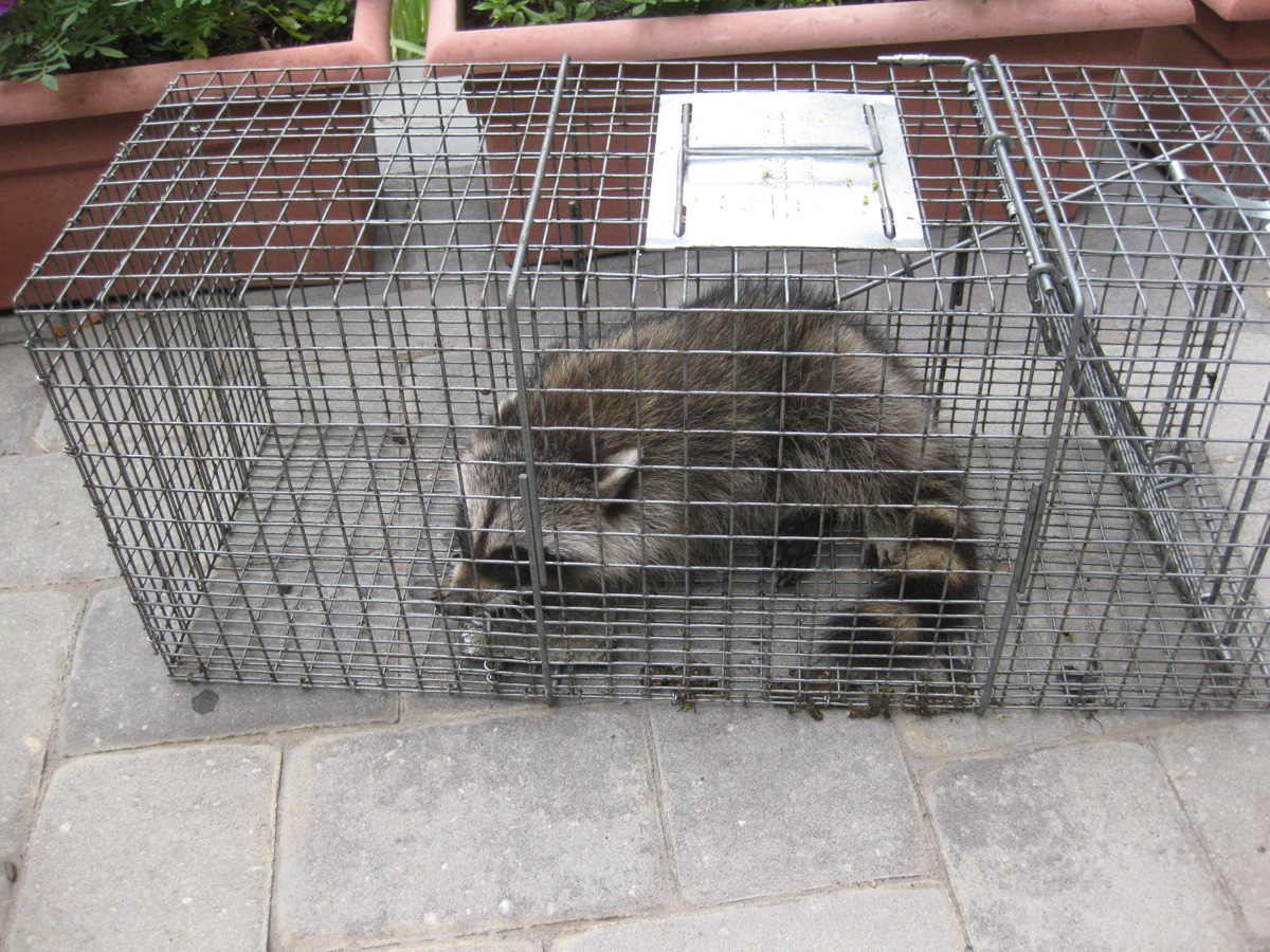 Raccoon in trap